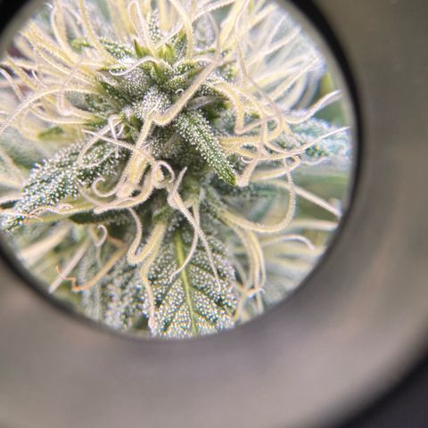 1st Grow growlog photo: Terpenes