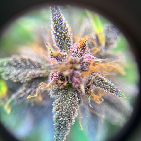 1st Grow growlog photo: Terpenes