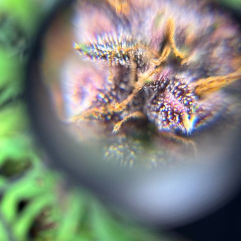 1st Grow growlog photo: Terpenes