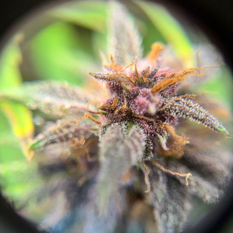 1st Grow growlog photo: Terpenes