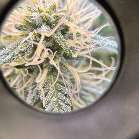 1st Grow growlog photo: Terpenes