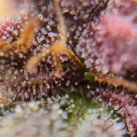 1st Grow growlog timeline photo