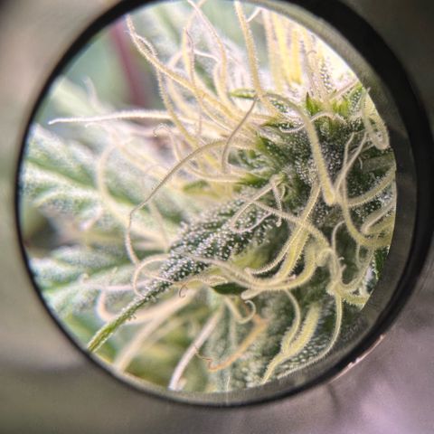 1st Grow growlog timeline photo