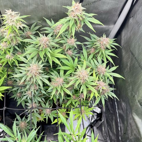 1st Grow growlog timeline photo