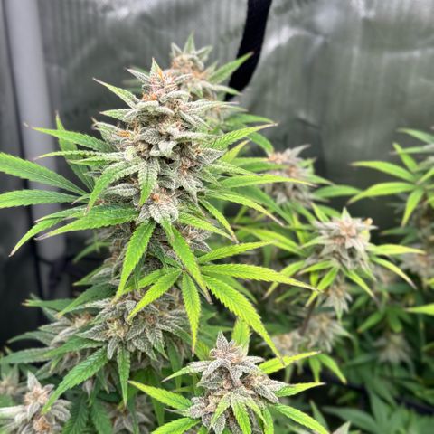 1st Grow growlog timeline photo