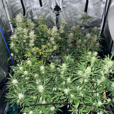1st Grow growlog timeline photo