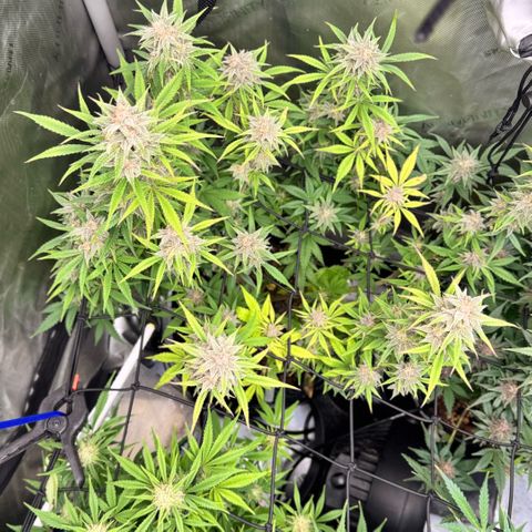 1st Grow growlog timeline photo