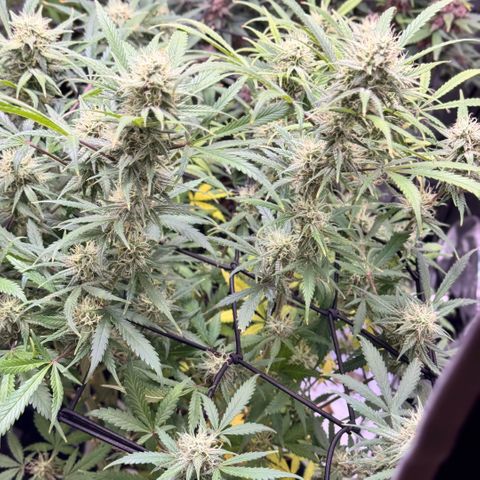 1st Grow growlog photo: Recharge compost tea. Last feeding. Flushing till harvest. 