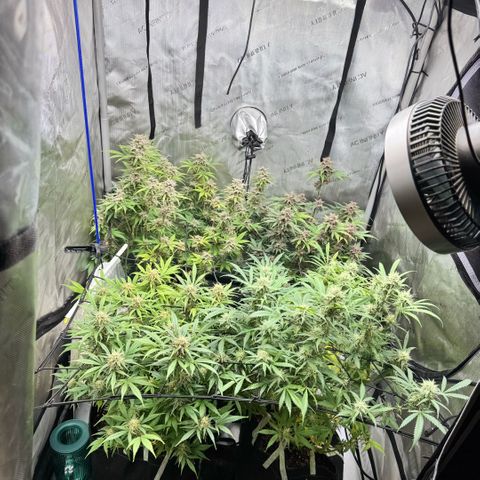 1st Grow growlog photo: Recharge compost tea. Last feeding. Flushing till harvest. 