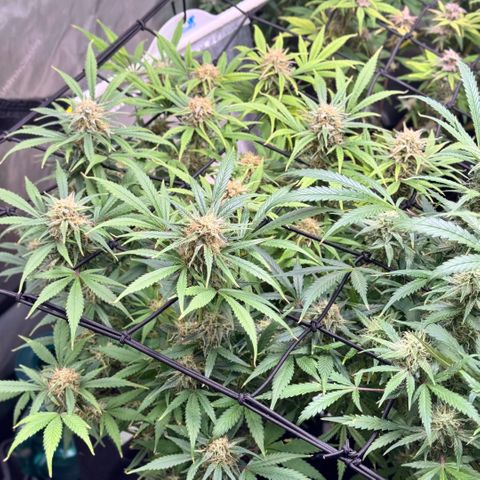 1st Grow growlog photo: Recharge compost tea. Last feeding. Flushing till harvest. 