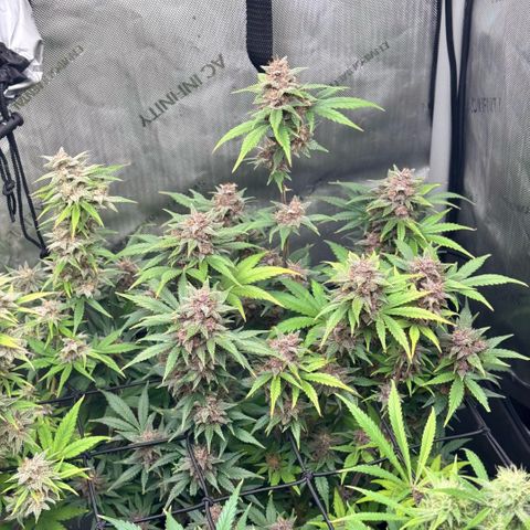 1st Grow growlog photo: Recharge compost tea. Last feeding. Flushing till harvest. 