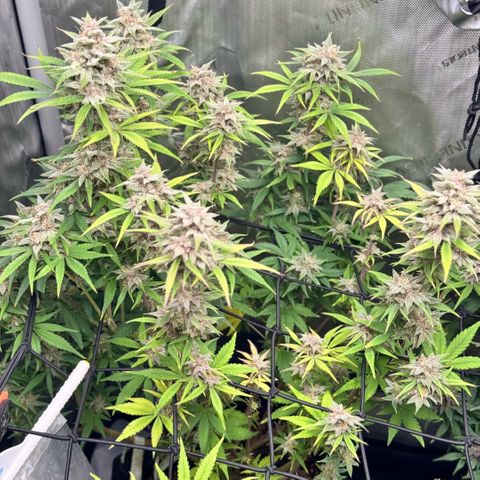 1st Grow growlog photo: Recharge compost tea. Last feeding. Flushing till harvest. 