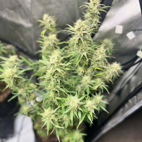 1st Grow growlog photo: Harvest week! 