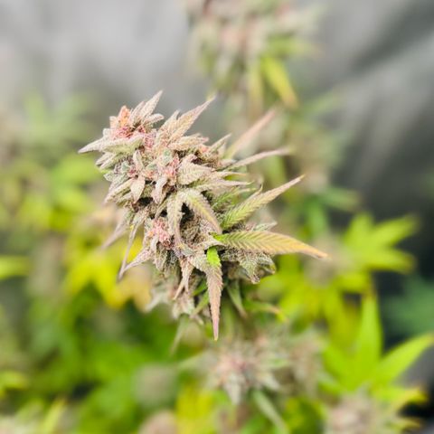 1st Grow growlog photo: Harvest week! 