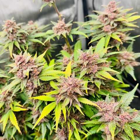 1st Grow growlog photo: Harvest week! 