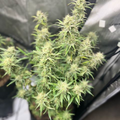 1st Grow growlog photo: Harvest week! 