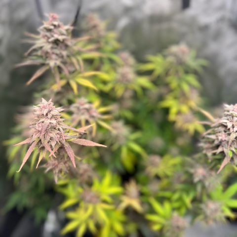 1st Grow growlog photo: Harvest week! 
