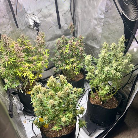 1st Grow growlog photo: Harvest week! 