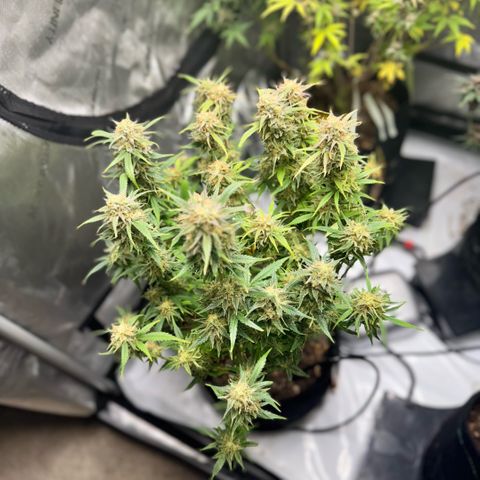 1st Grow growlog photo: Harvest week! 