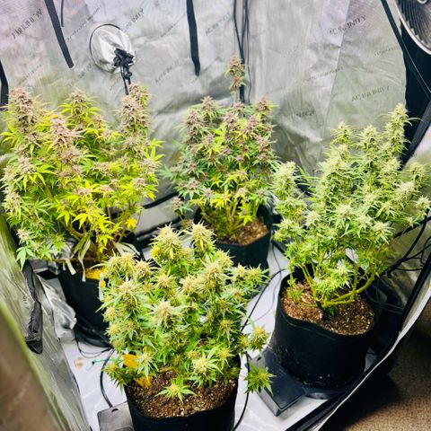 1st Grow growlog photo: Harvest week! 
