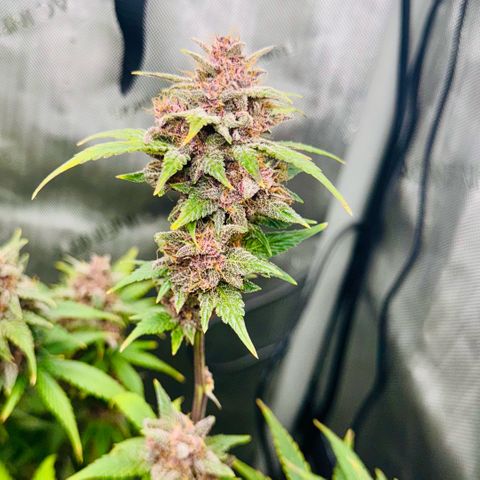 1st Grow growlog photo: Harvest week! 