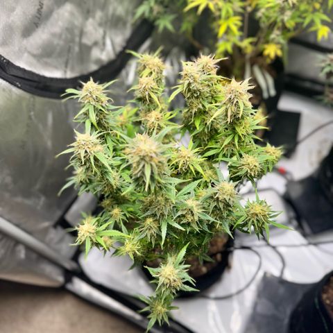 1st Grow growlog photo: Harvest week! 