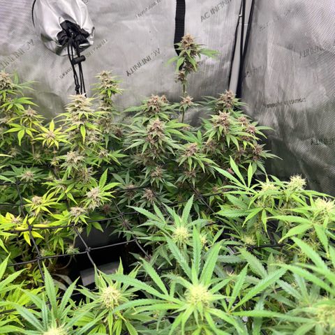 1st Grow growlog timeline photo