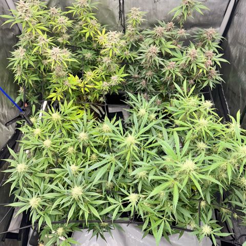 1st Grow growlog timeline photo