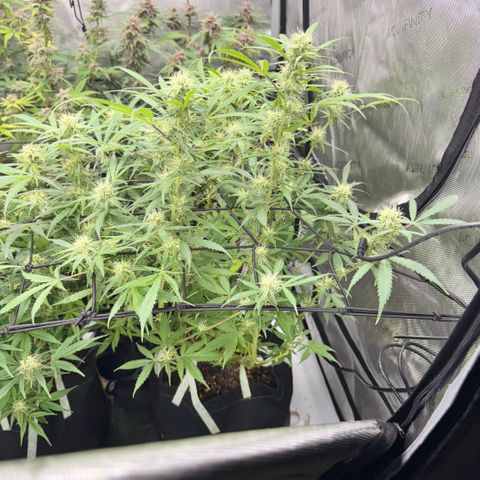 1st Grow growlog timeline photo