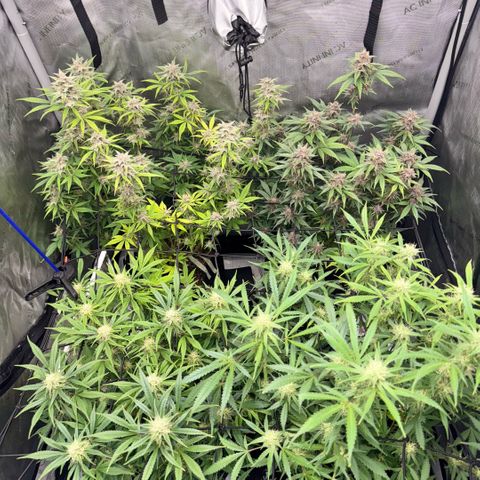 1st Grow growlog timeline photo