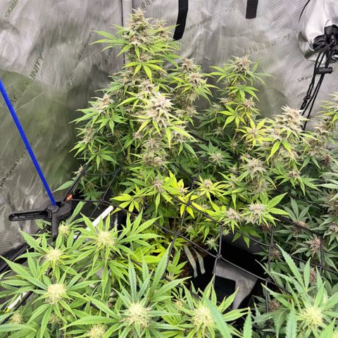 1st Grow growlog timeline photo