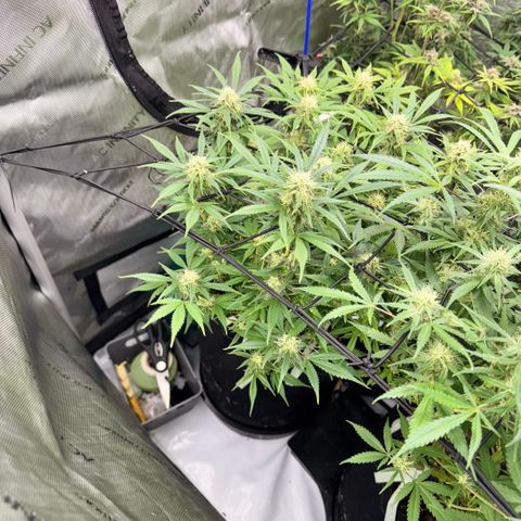 1st Grow growlog timeline photo