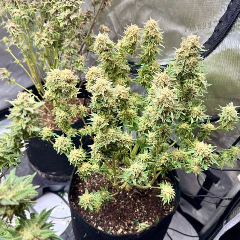 1st Grow growlog photo: Big trim