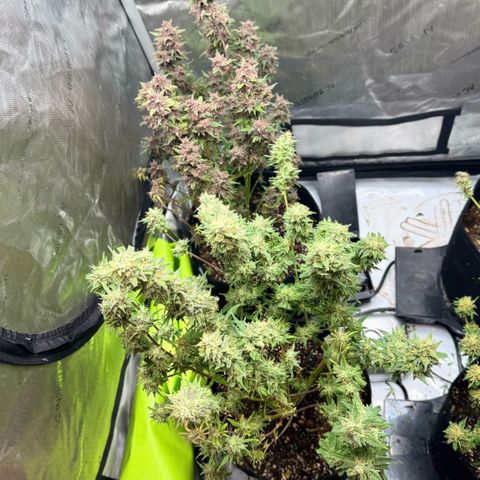 1st Grow growlog photo: Big trim