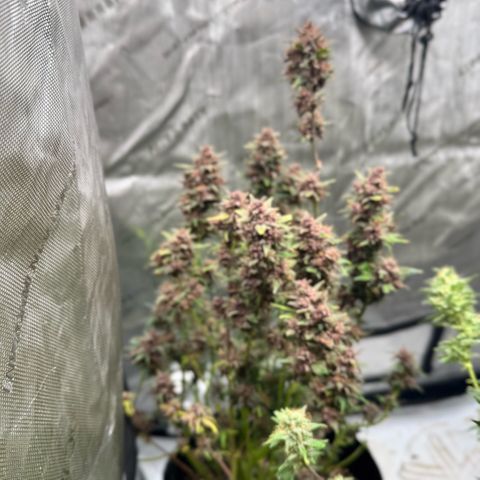 1st Grow growlog photo: Big trim