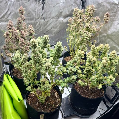 1st Grow growlog photo: Big trim
