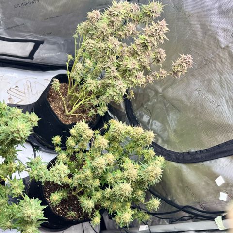 1st Grow growlog photo: Big trim