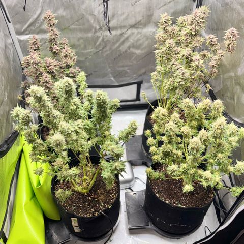 1st Grow growlog photo:  Defoliation 