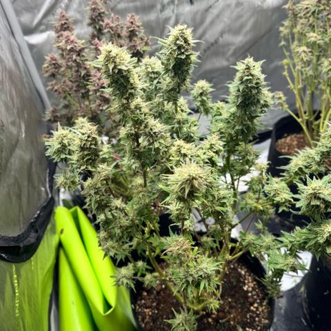 1st Grow growlog photo:  Defoliation 