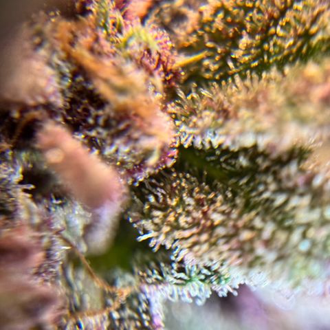 1st Grow growlog photo: Trichome check 