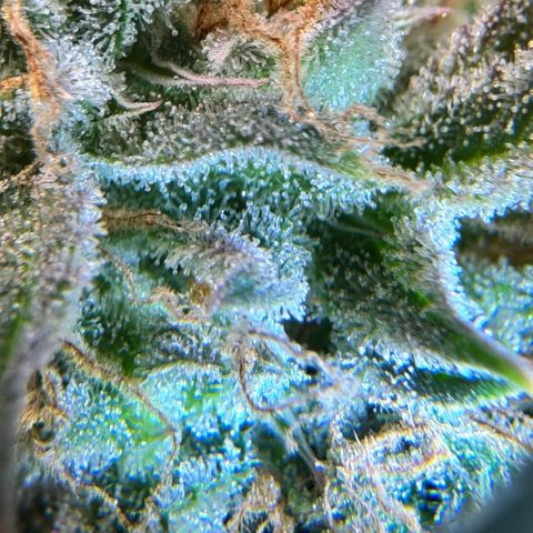 1st Grow growlog photo: Trichome check 