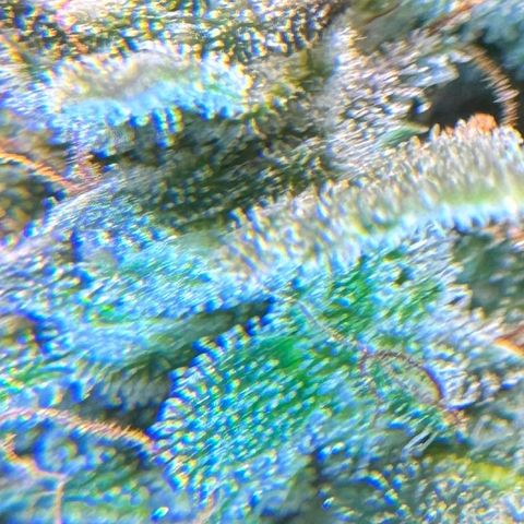 1st Grow growlog photo: Trichome check 