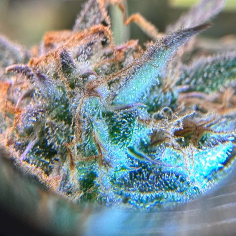 1st Grow growlog photo: Trichome check 