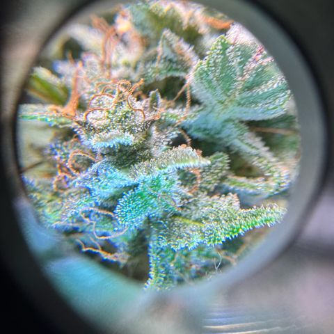 1st Grow growlog photo: Trichome check 
