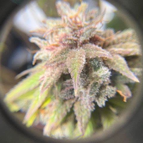 1st Grow growlog photo: Trichome check 