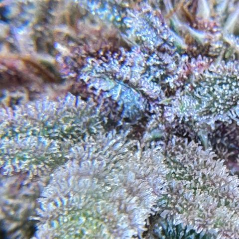 1st Grow growlog photo: Trichome check 