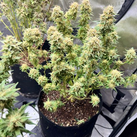 1st Grow growlog photo: Water flush