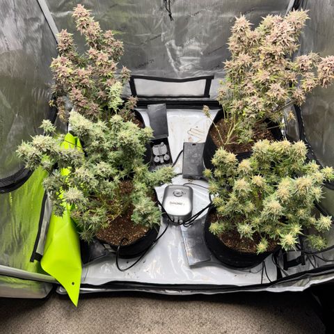 1st Grow growlog photo: Water flush