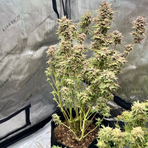 1st Grow growlog photo: Water flush