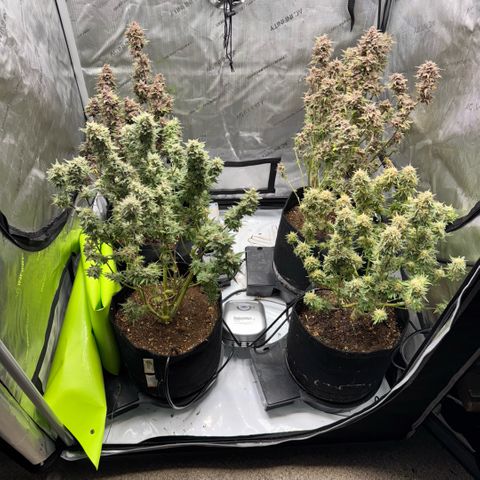 1st Grow growlog photo: Water flush